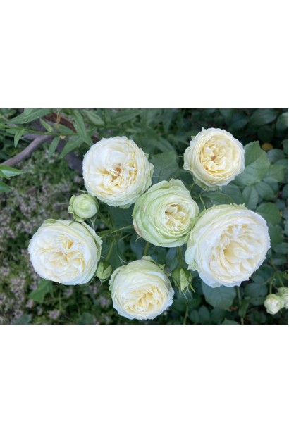 Весільна троянда Ведінг Піано на клумбі